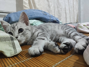 小阿斑~賊可愛~