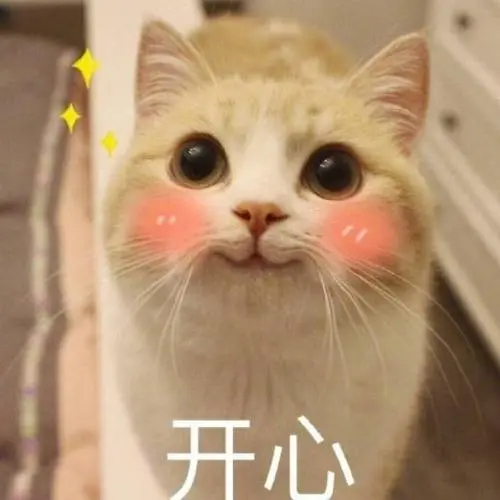 貓咪