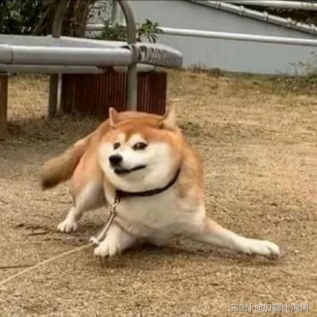 狗頭