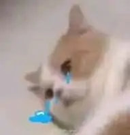 傷心落淚貓咪表情包