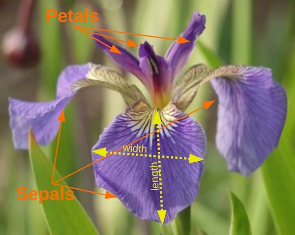 鳶尾花的萼片和花瓣