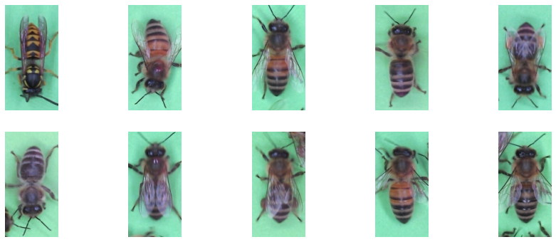 DatasetNotFoundError:找不到資料集 bee_dataset